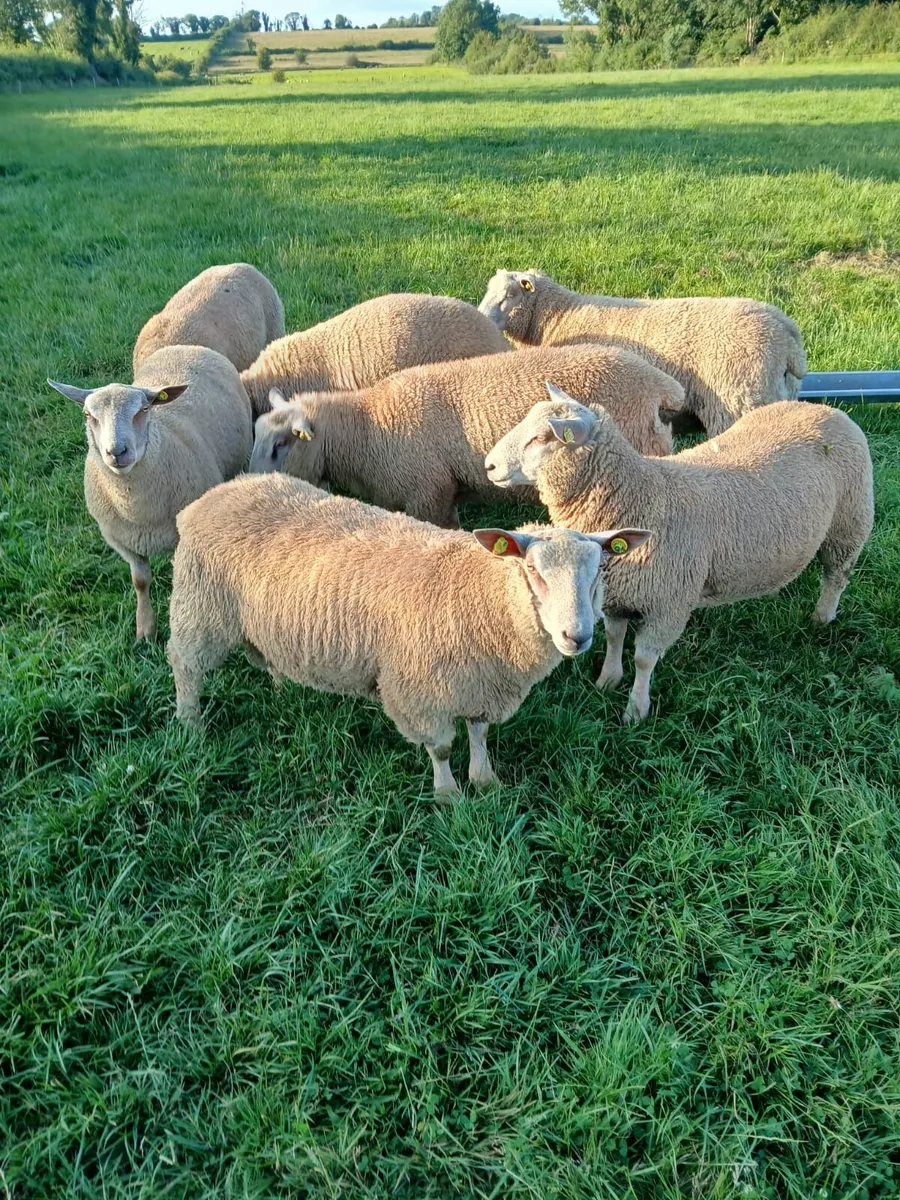 Rams - Image 1