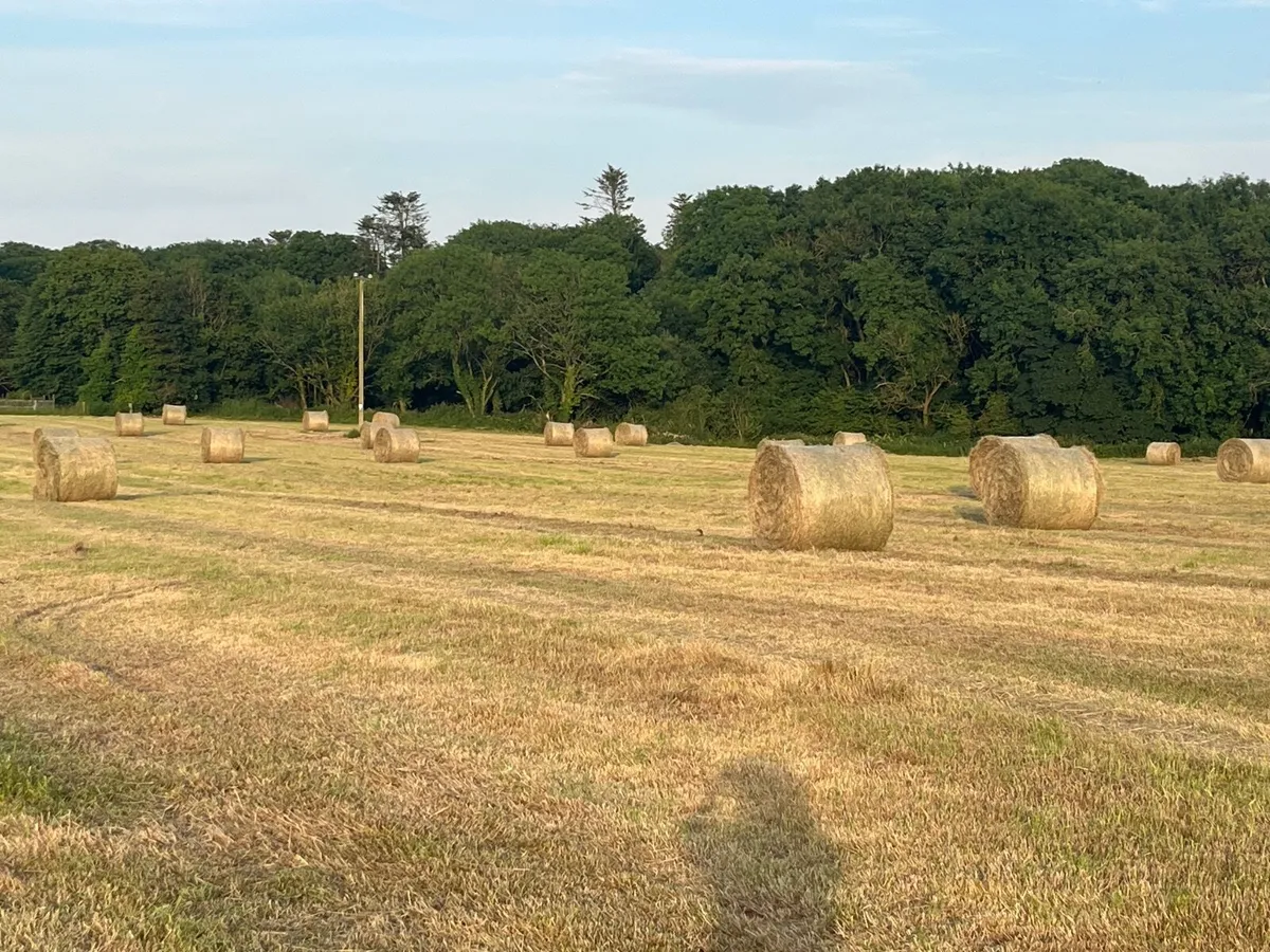 Round Bales of Hay - Image 2