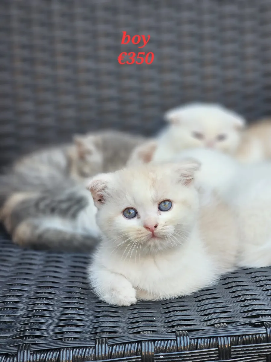 Scottish fold mix kittens - Image 1