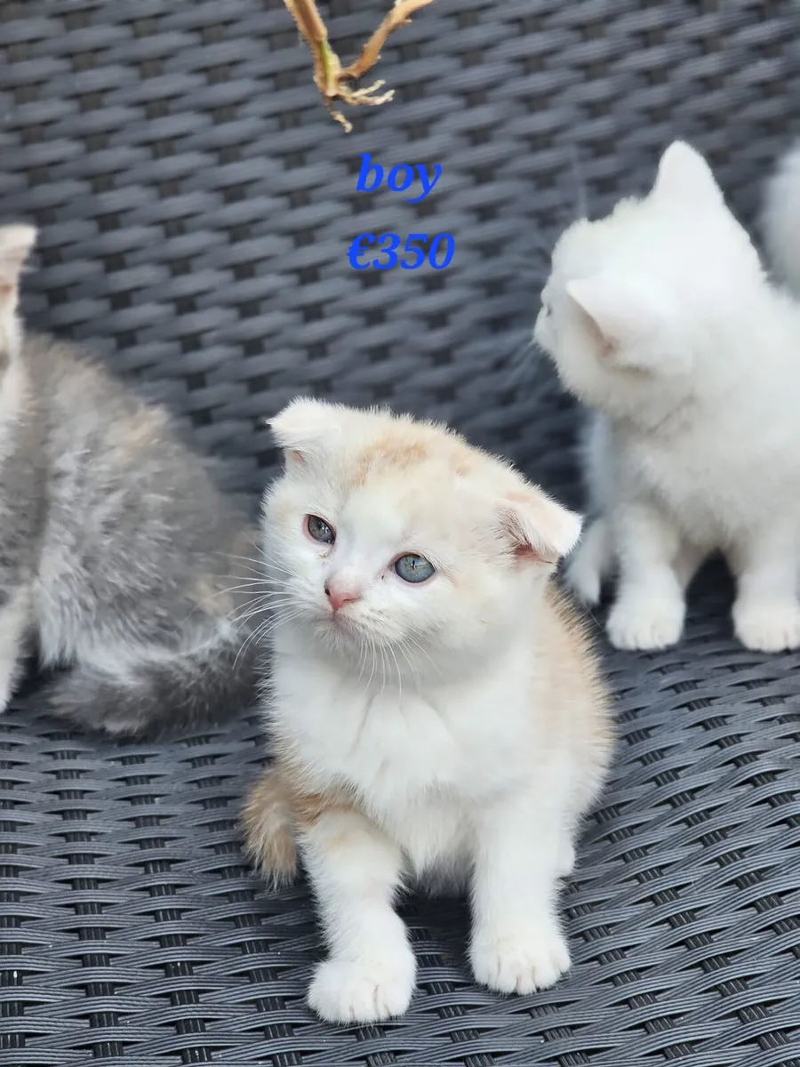 Scottish fold mix kittens - Image 2