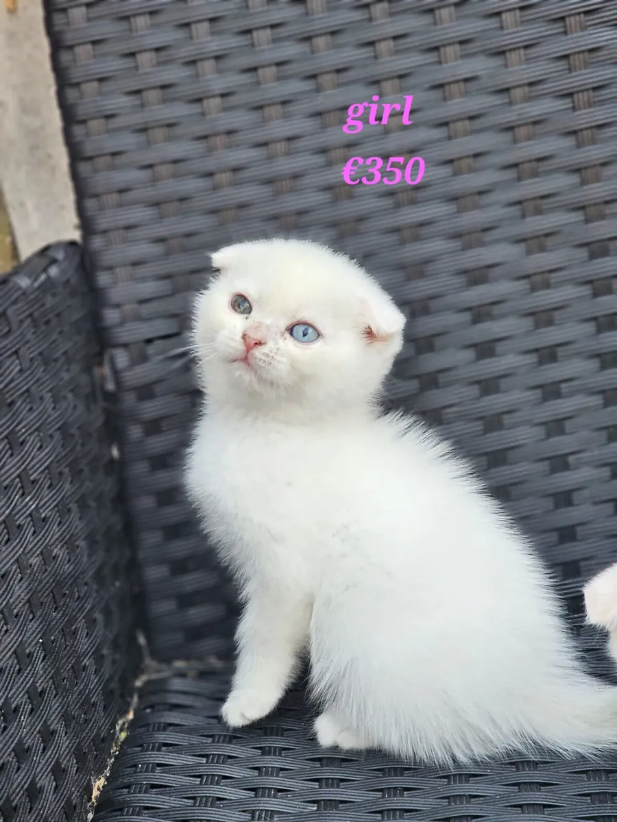 Scottish fold mix kittens - Image 3