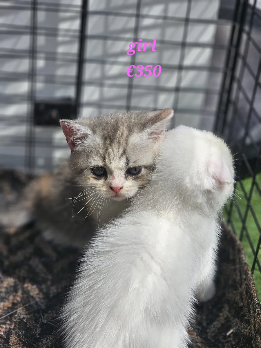 Scottish fold mix kittens - Image 4