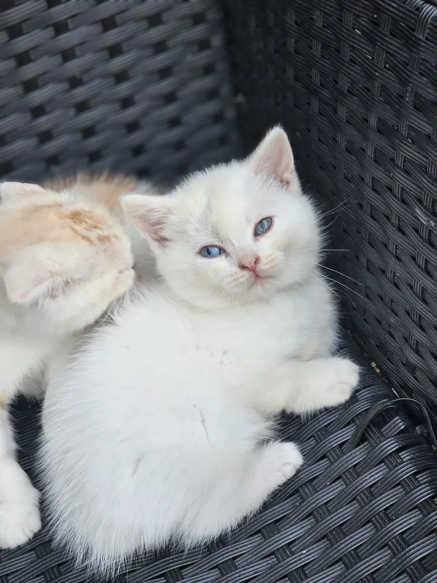 Scottish fold mix kittens one boy left whait - Image 2