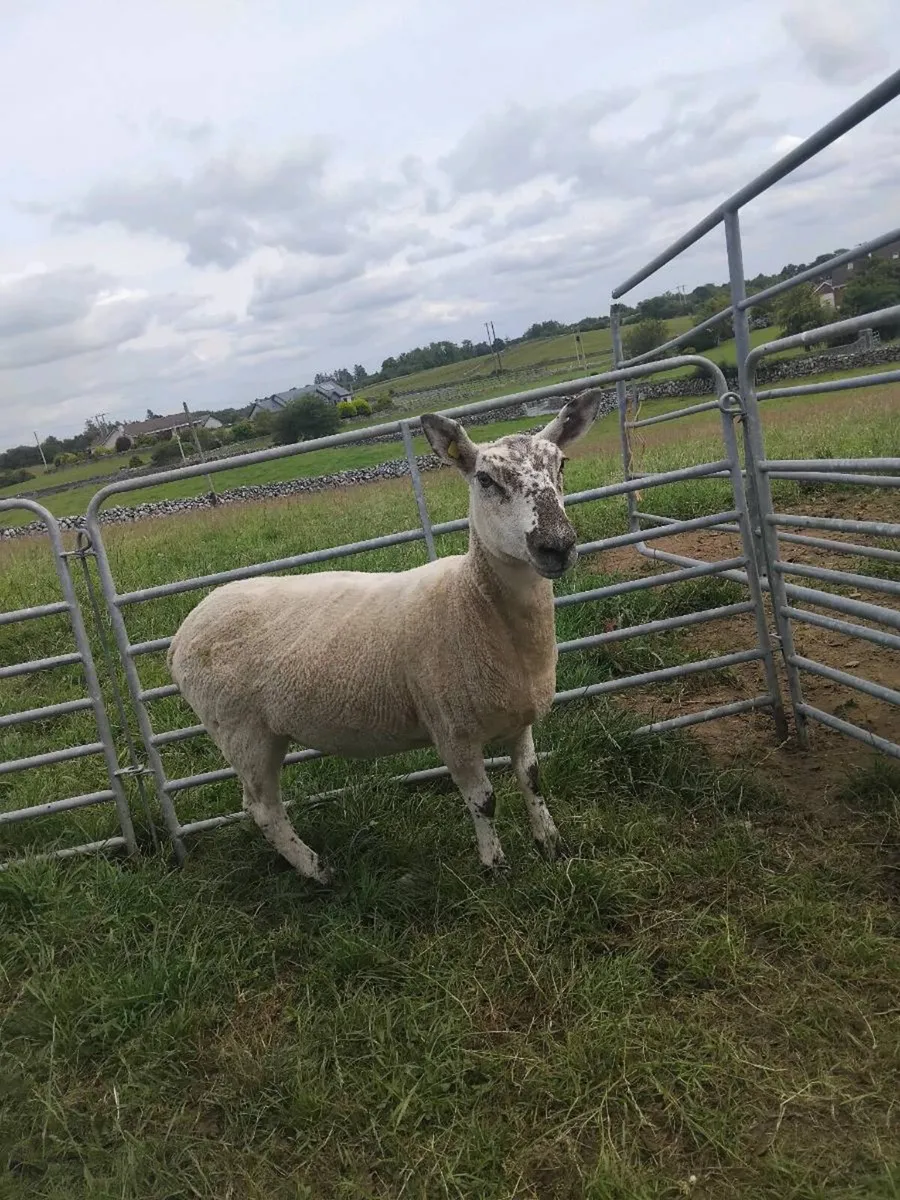 Cheviot cross ewe hogget - Image 1
