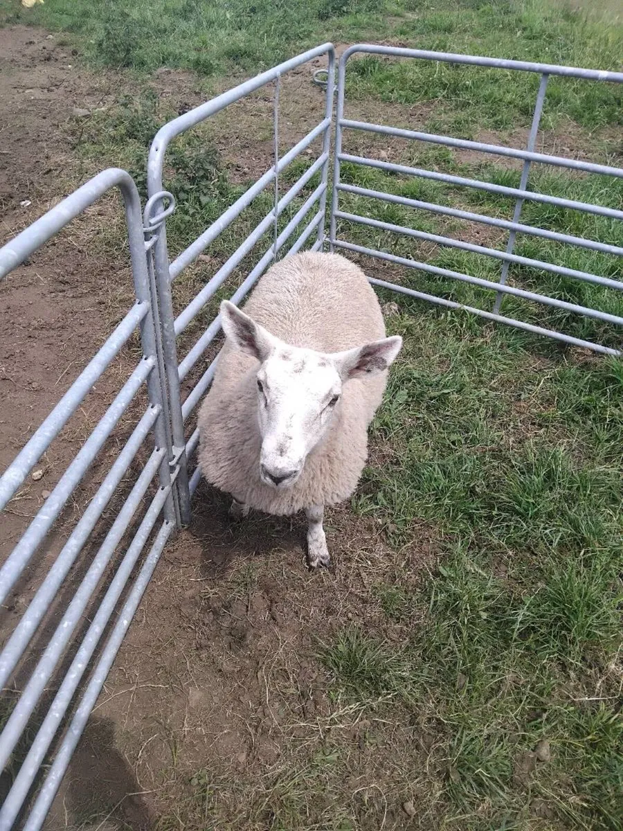 Cheviot cross ewe hogget - Image 3
