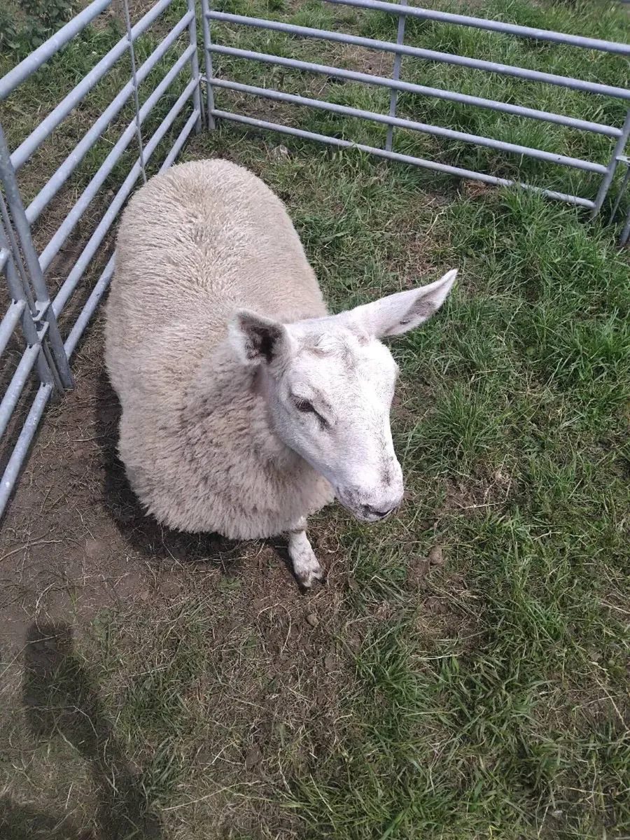 Cheviot cross ewe hogget - Image 4