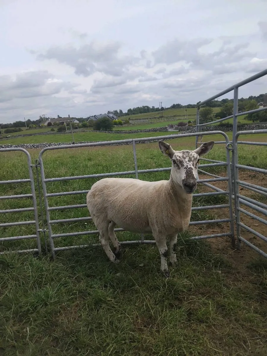 Cheviot cross ewe hogget - Image 2