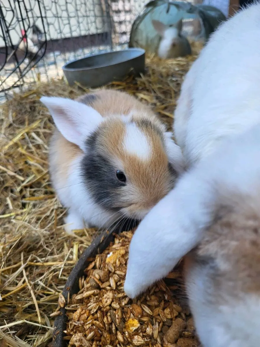 Bunnies - Image 1