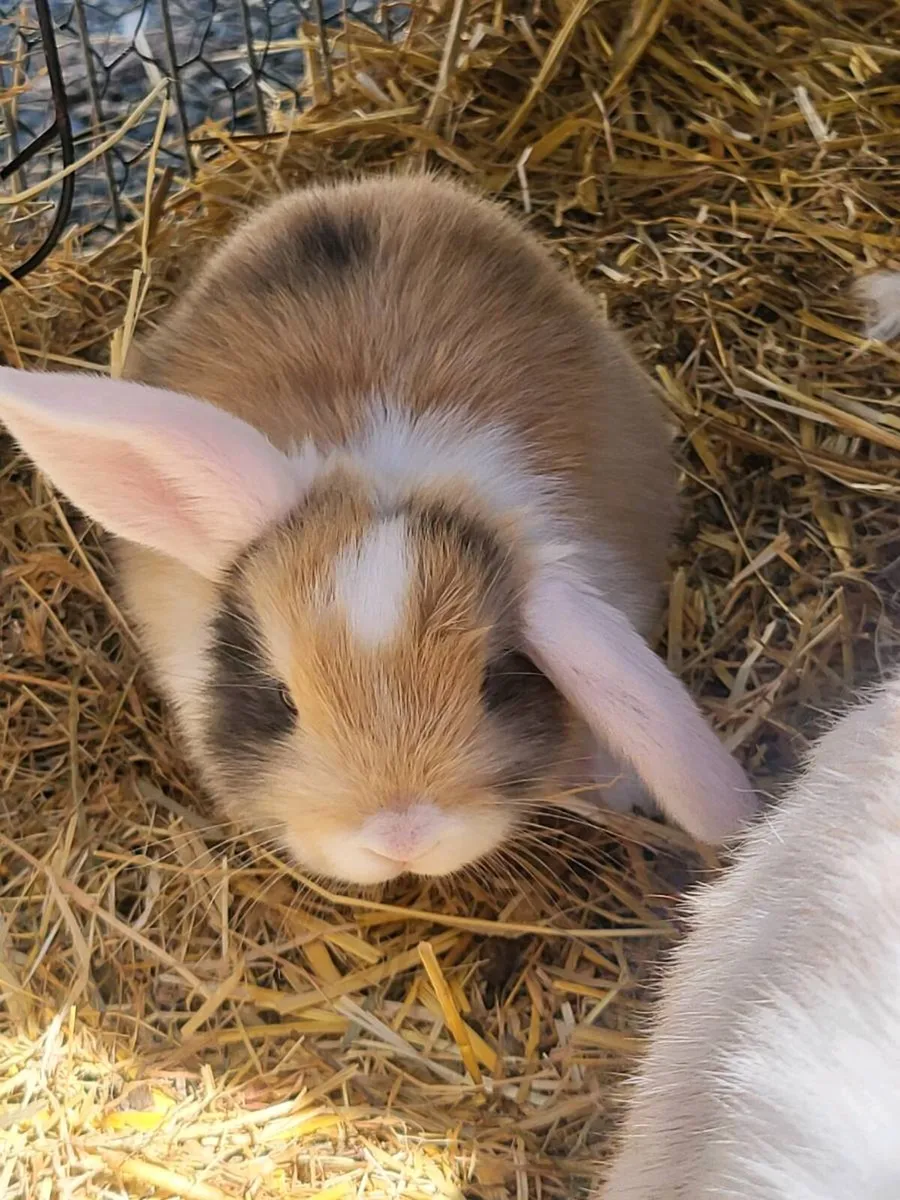 Bunnies - Image 2