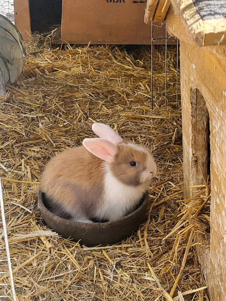 Bunnies - Image 3