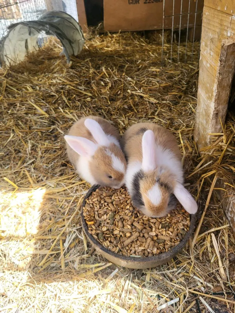 Bunnies - Image 4