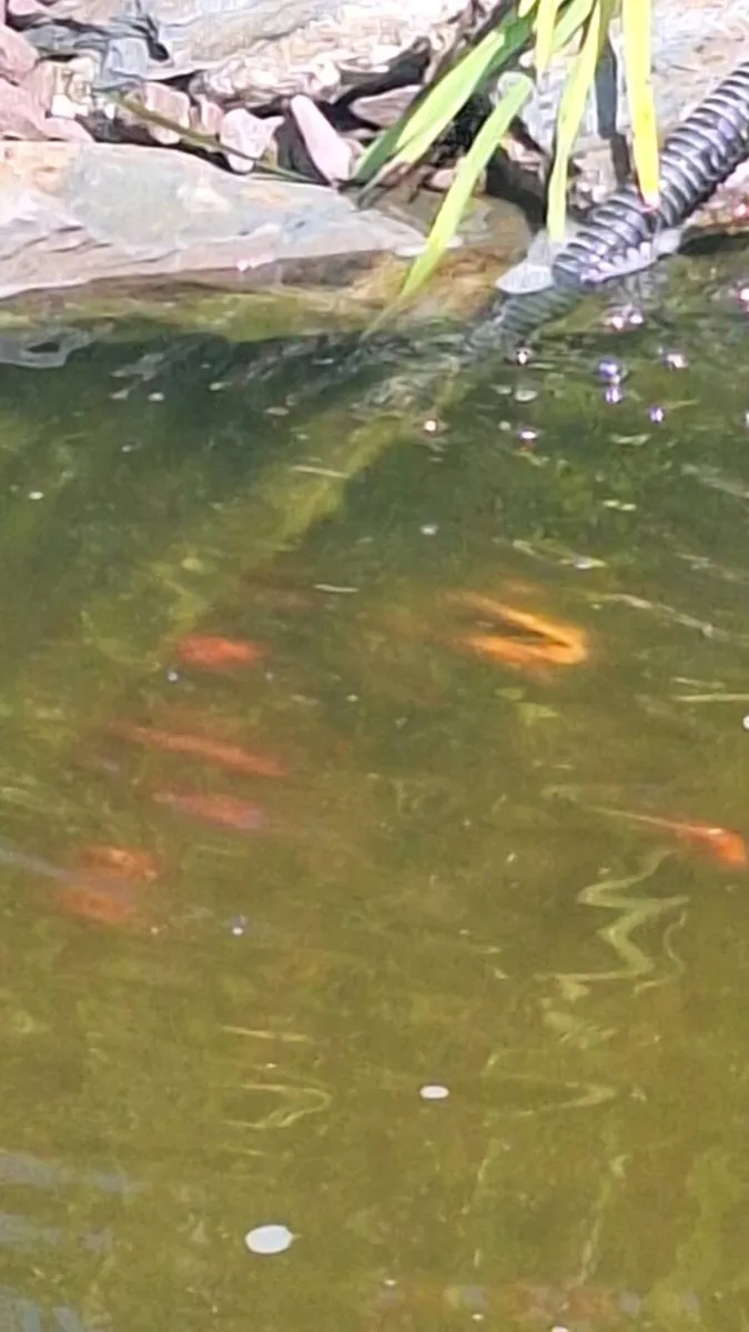 Free gold fish