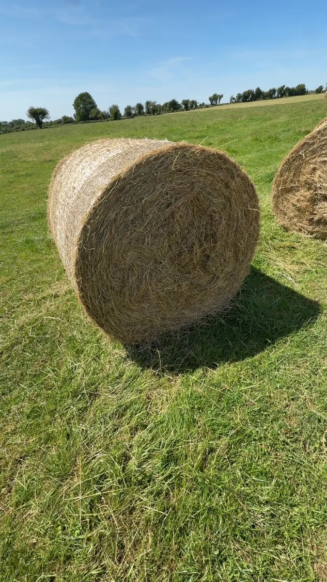 Hay - Image 1