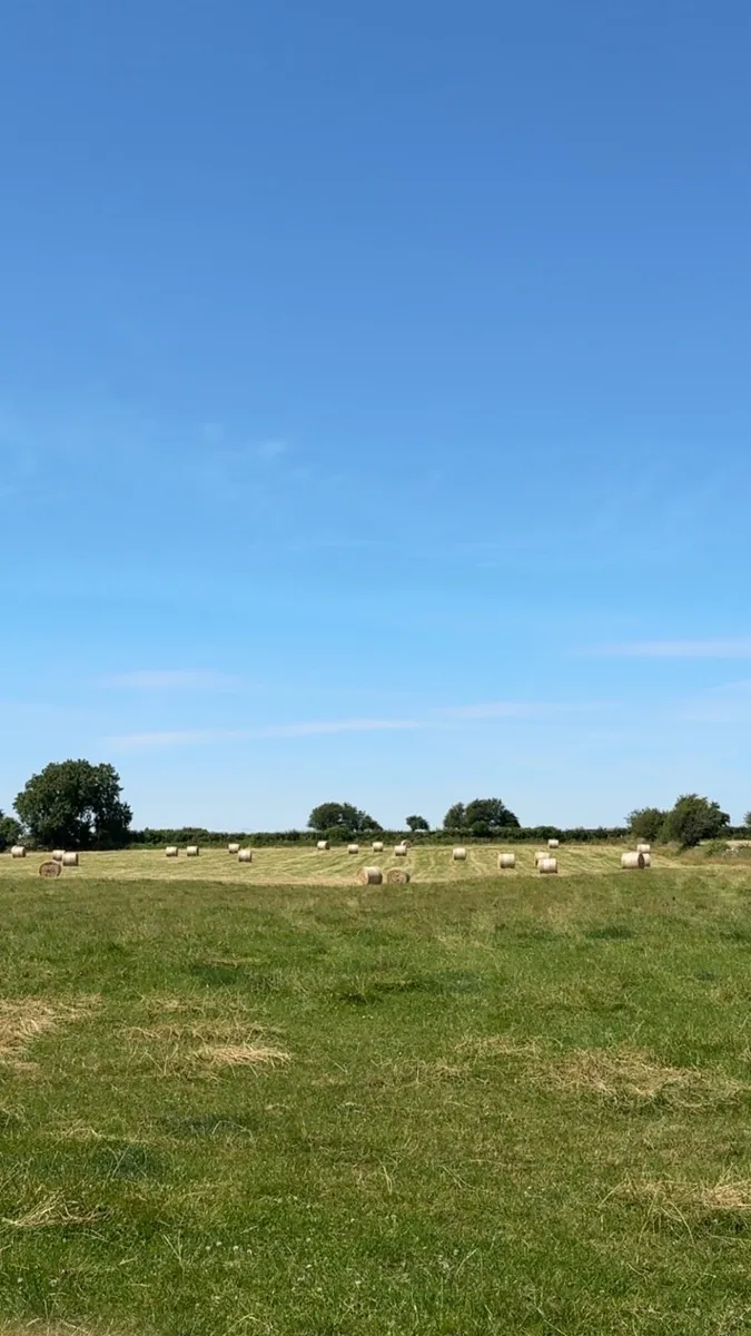 Hay - Image 2