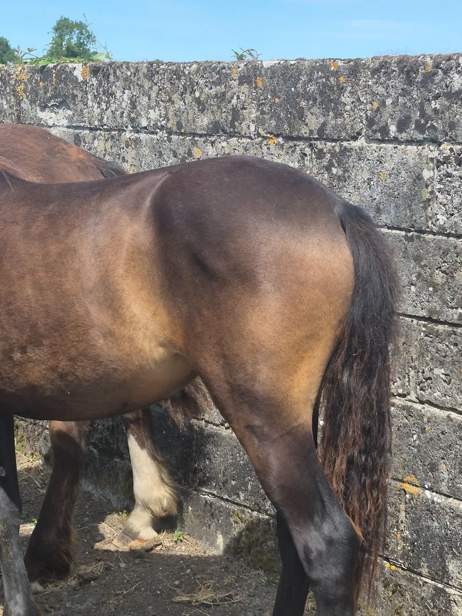 Ponies - Image 1