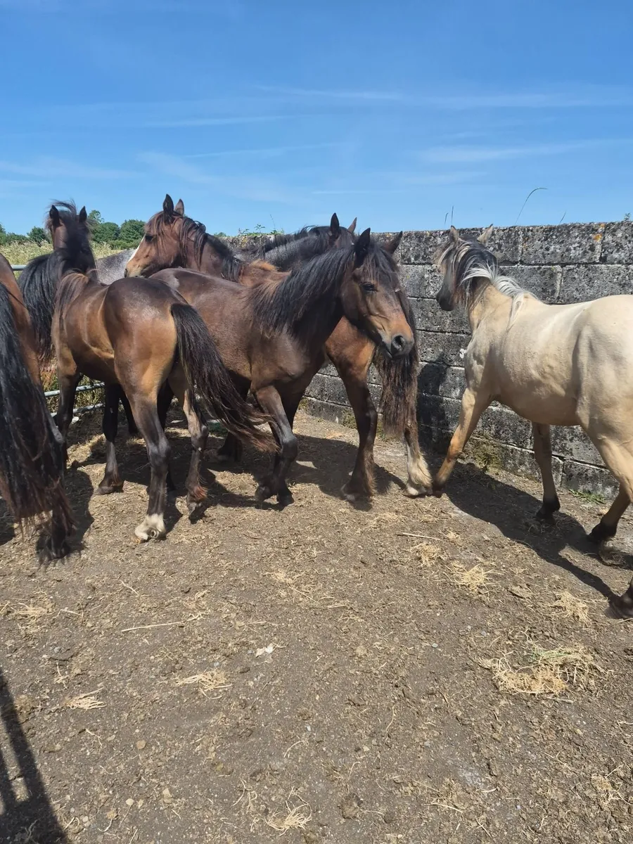 Ponies - Image 2