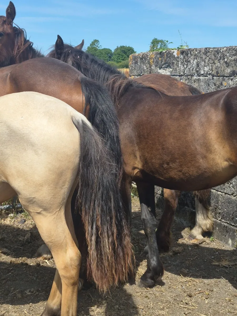 Ponies - Image 3
