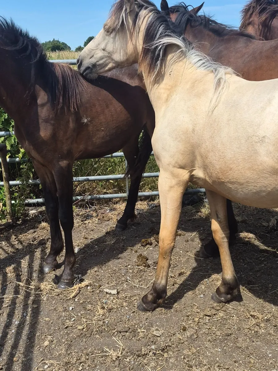 Ponies - Image 4