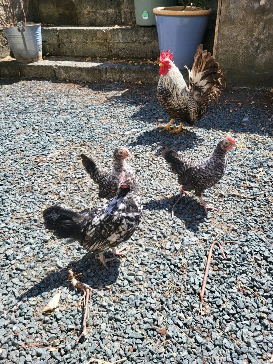 Chicks - Image 1