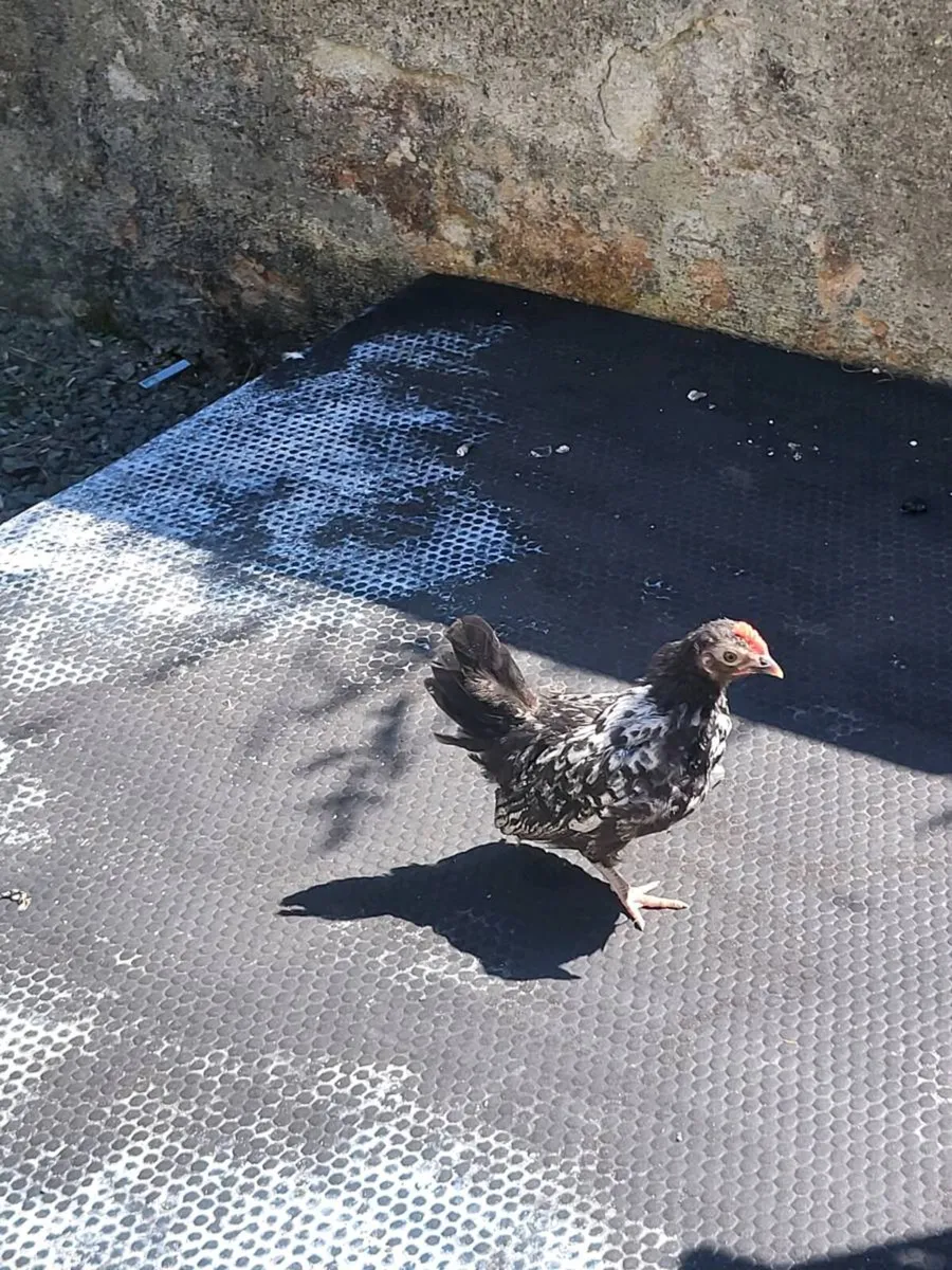 Chicks - Image 2