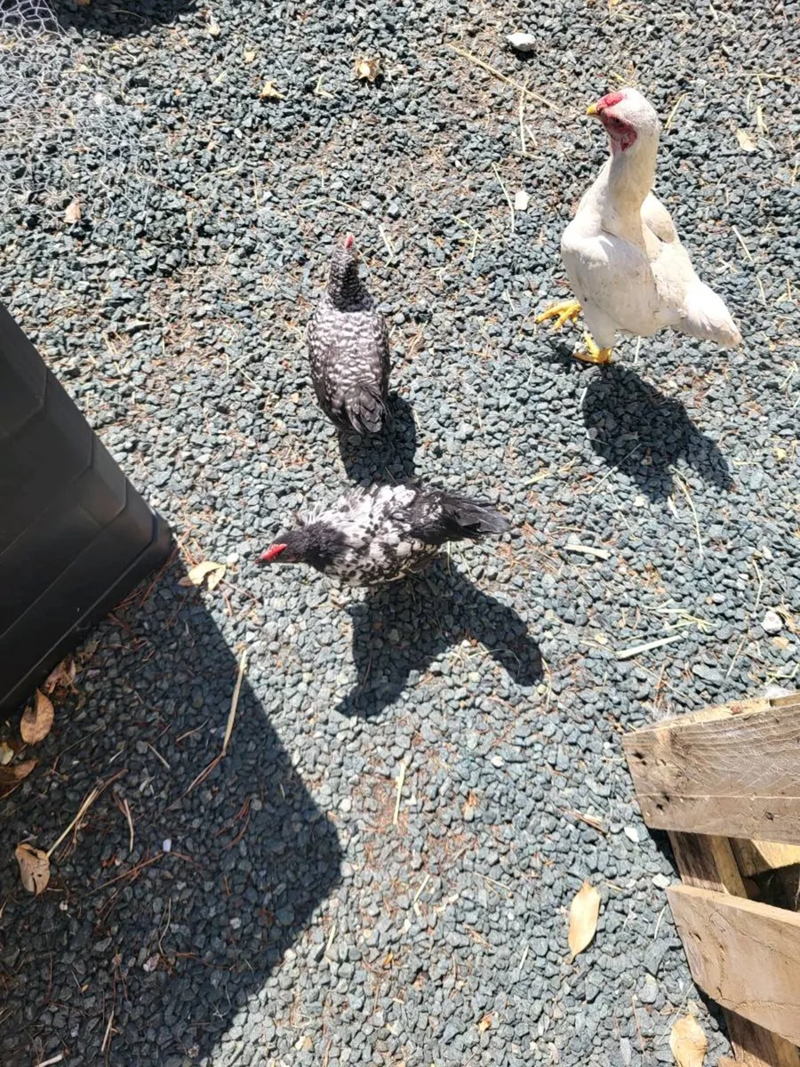 Chicks - Image 3