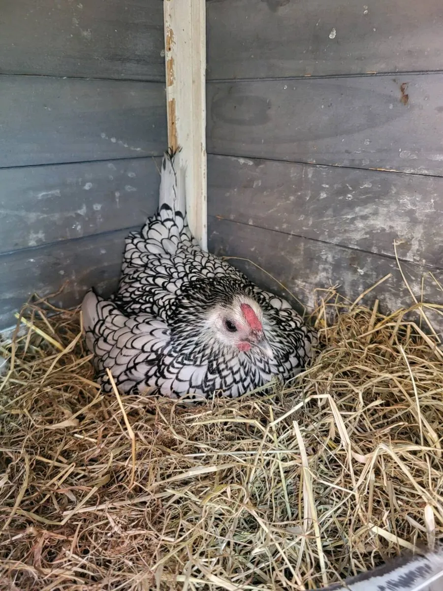 Chicks - Image 4