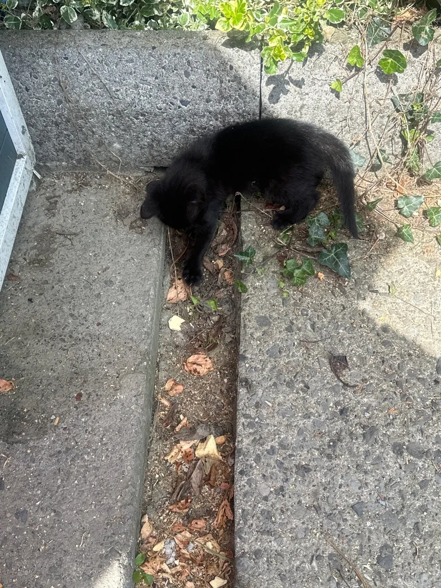 Kittens - Image 1