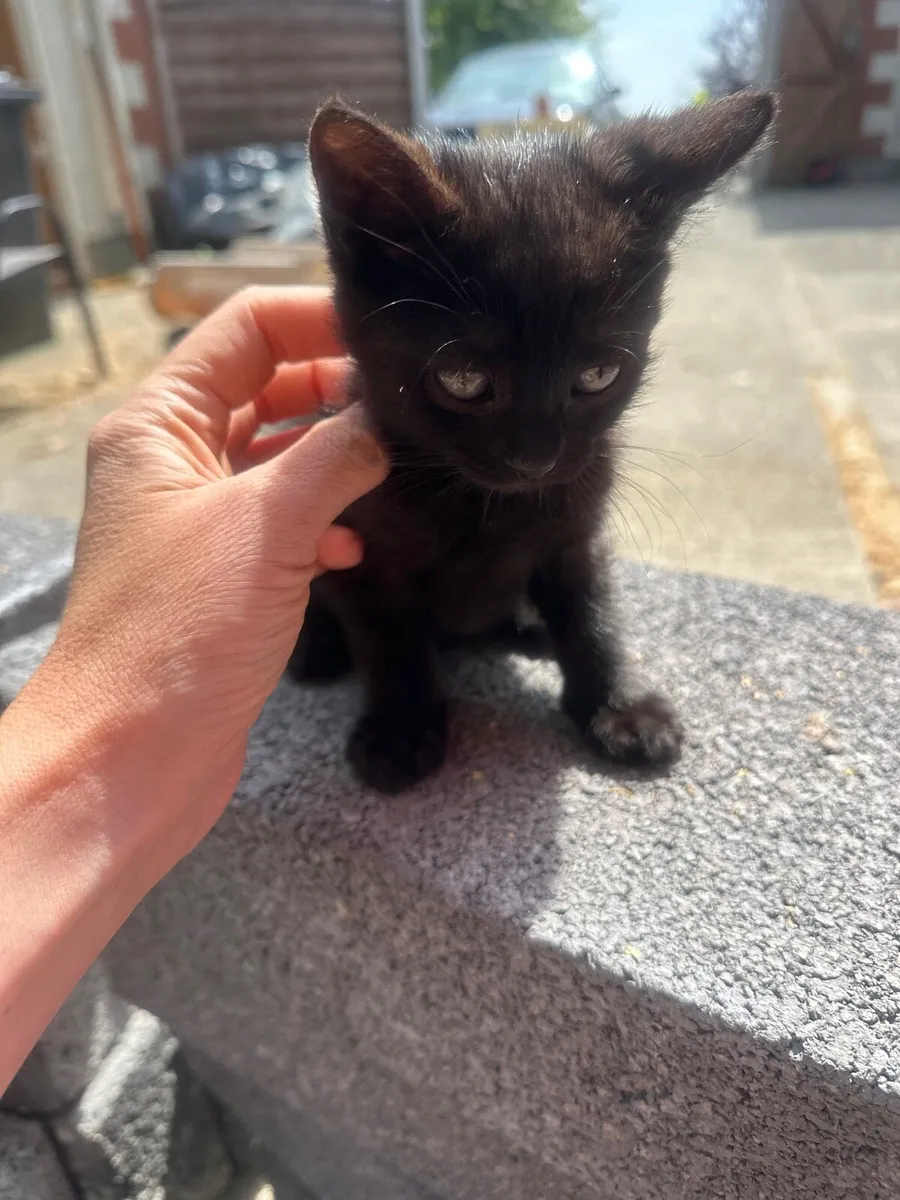 Kittens - Image 2
