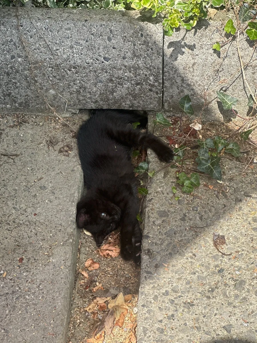 Kittens - Image 3