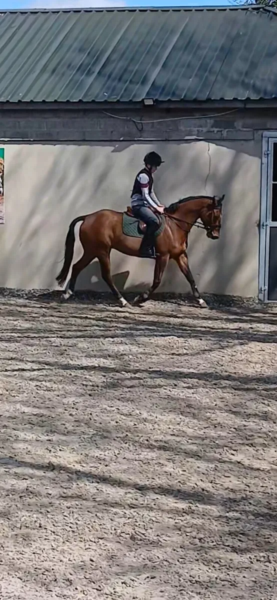 Horse - Image 1