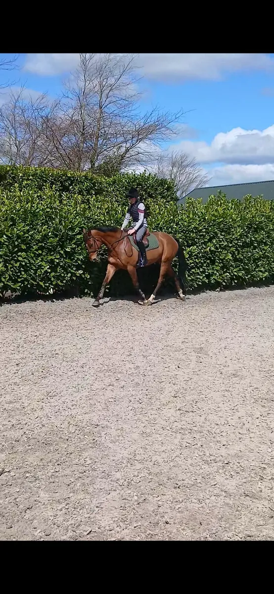 Horse - Image 2