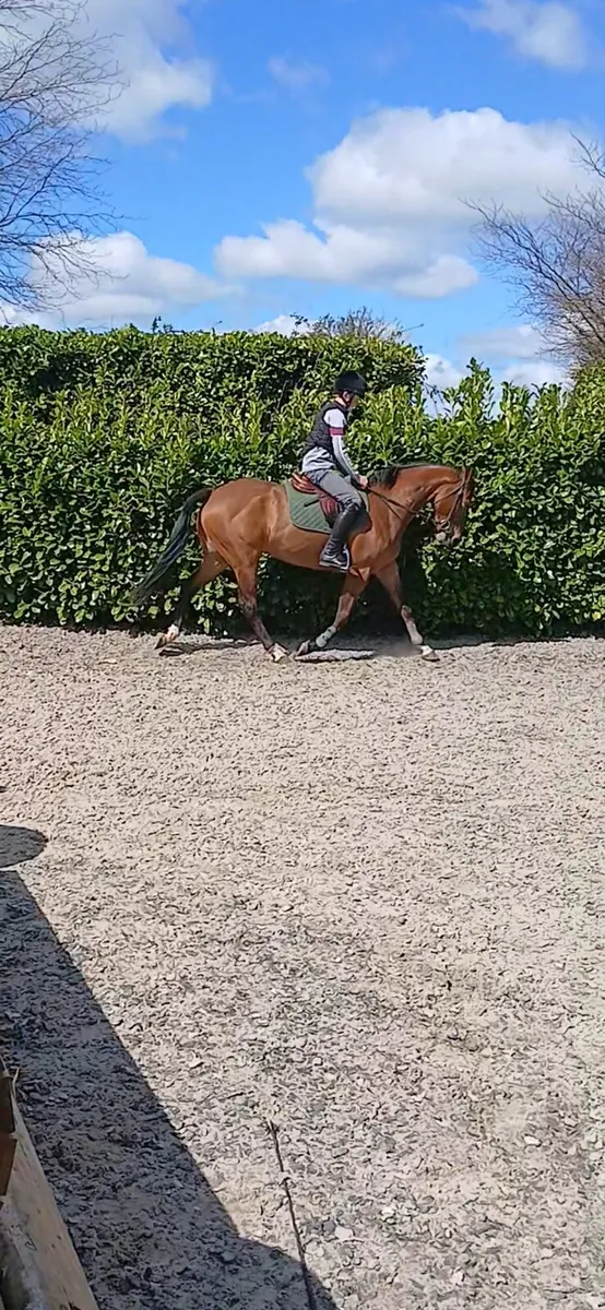 Horse - Image 3