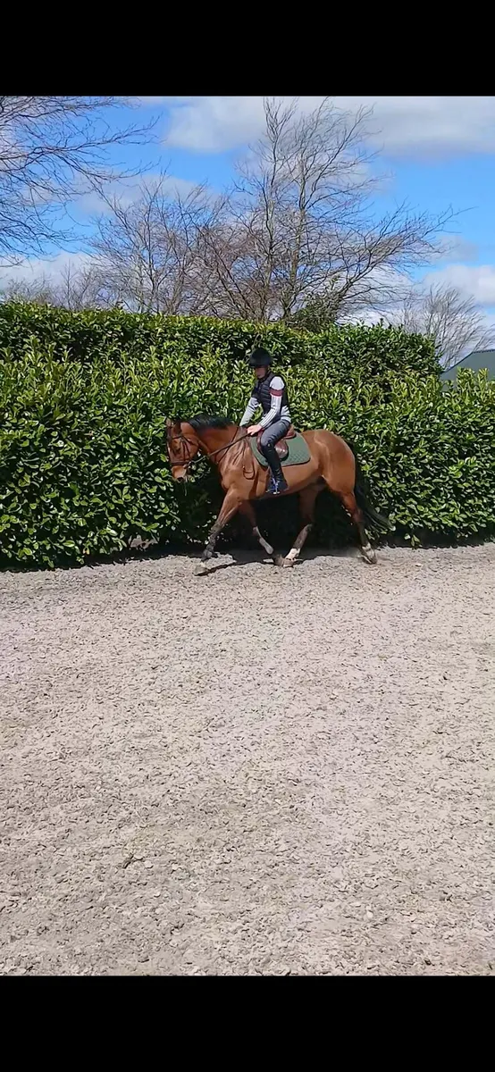 Horse - Image 4