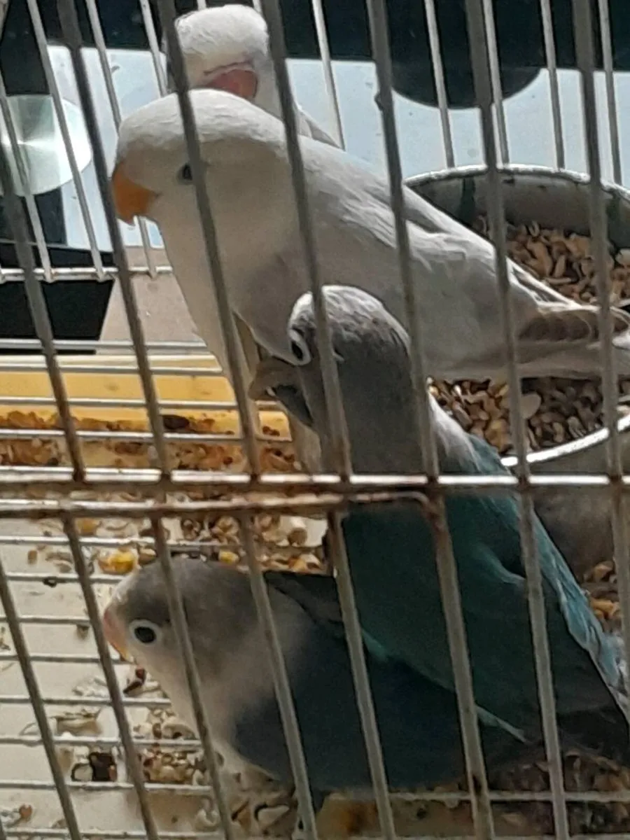 Lovebirds - Image 1