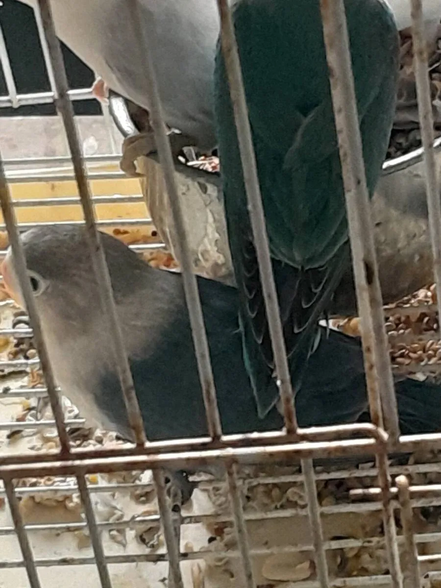 Lovebirds - Image 2