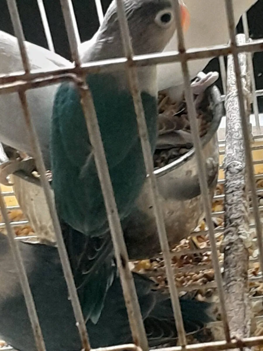 Lovebirds - Image 3