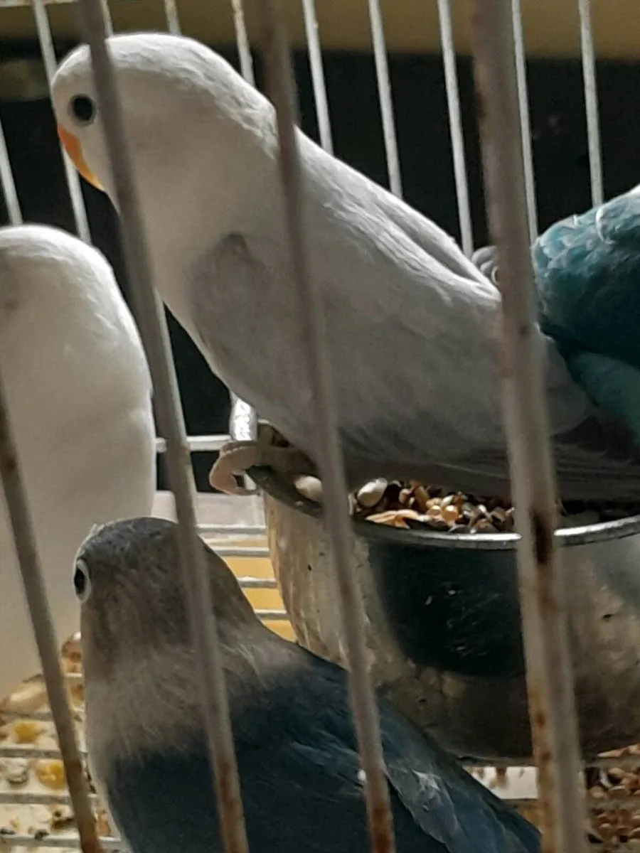 Lovebirds - Image 4