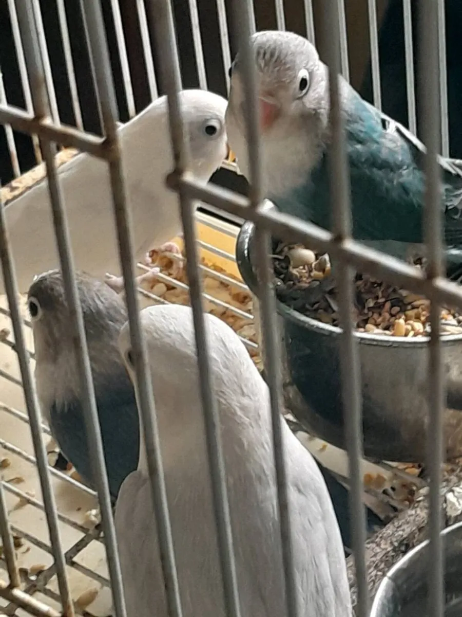 Lovebirds - Image 1