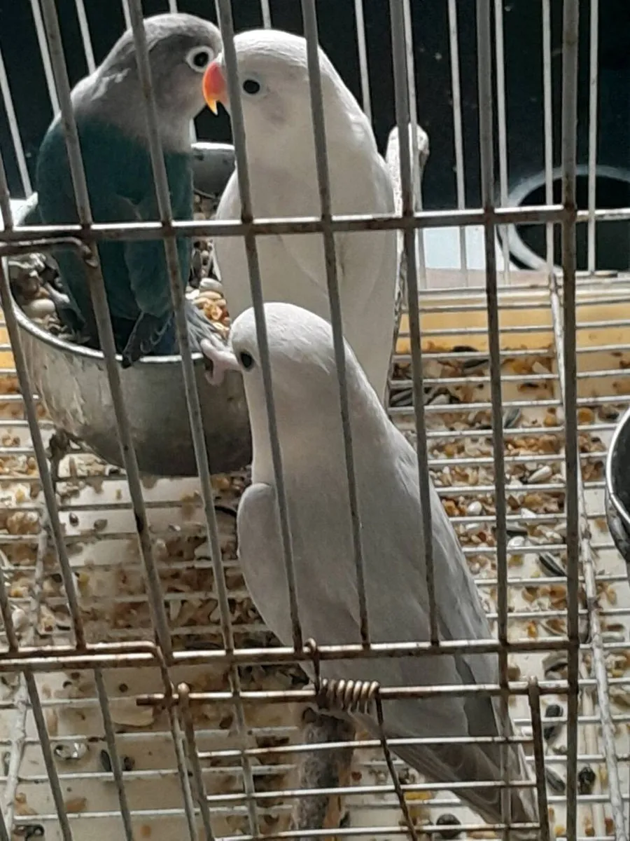 Lovebirds - Image 3