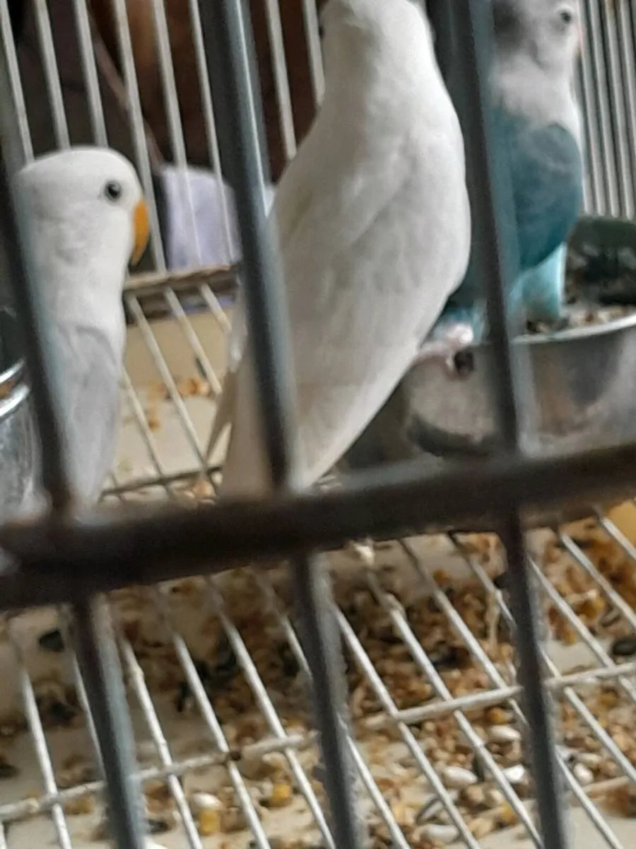 Lovebirds - Image 4