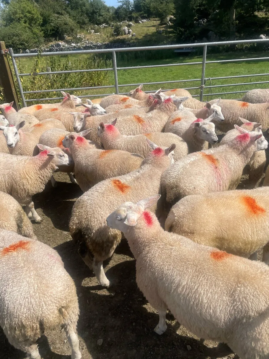 Aberfield X Belclare Ewe Lambs - Image 2