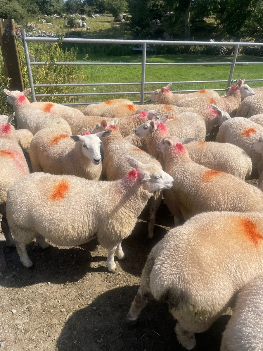 Aberfield X Belclare Ewe Lambs - Image 3
