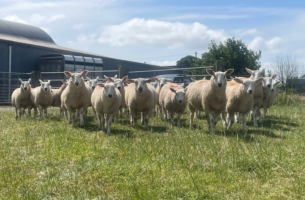 Aberfield X Belclare Ewe Lambs - Image 4