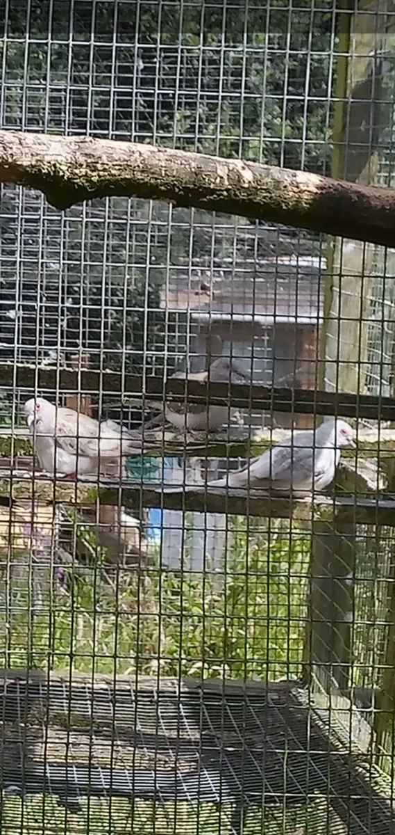 Diamond doves - Image 1