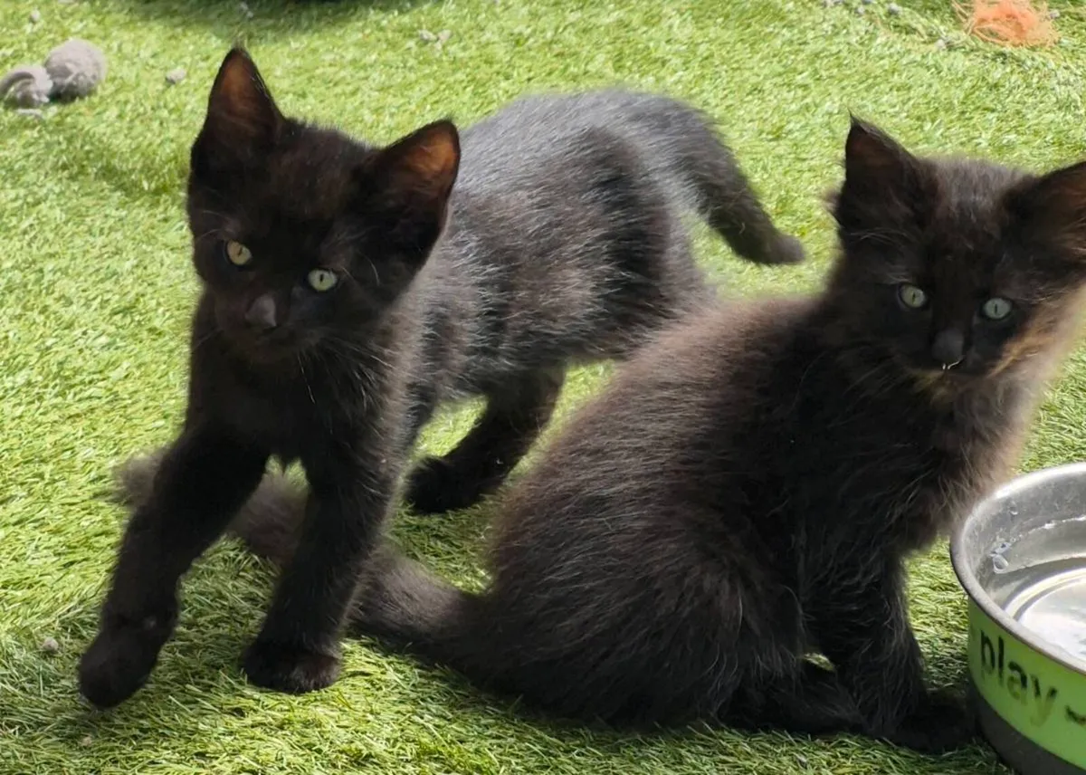 Maine Coon x Ragdoll Kittens - Image 3