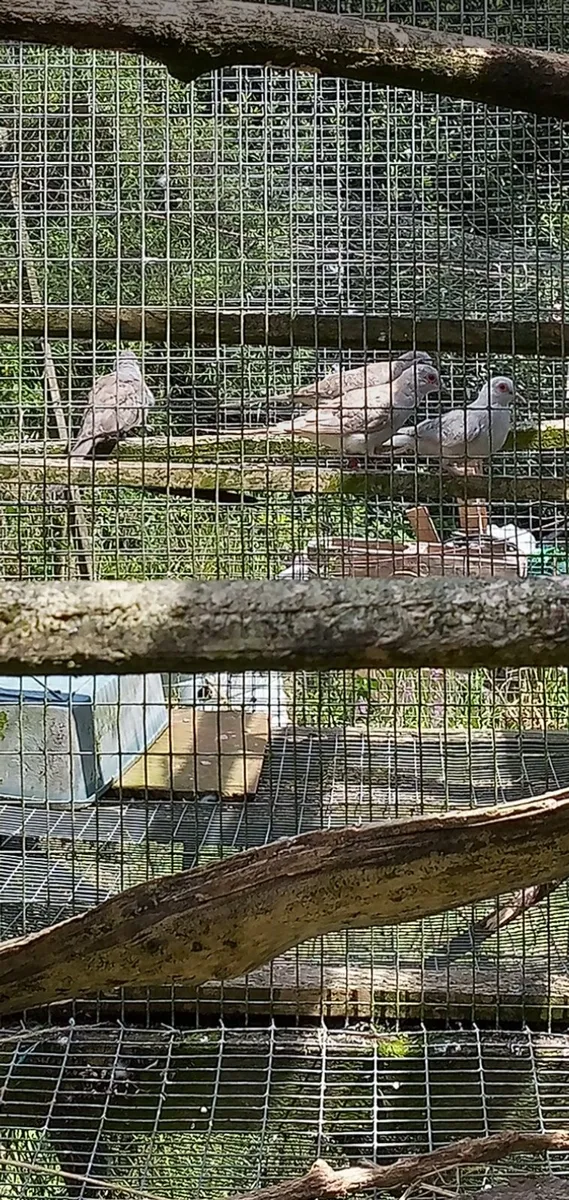 Diamond doves - Image 3