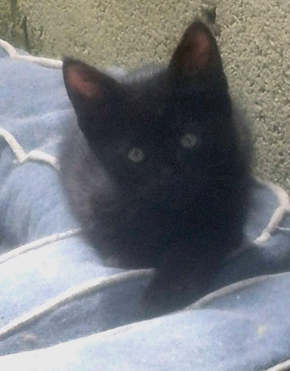 Maine Coon x Ragdoll Kittens - Image 1