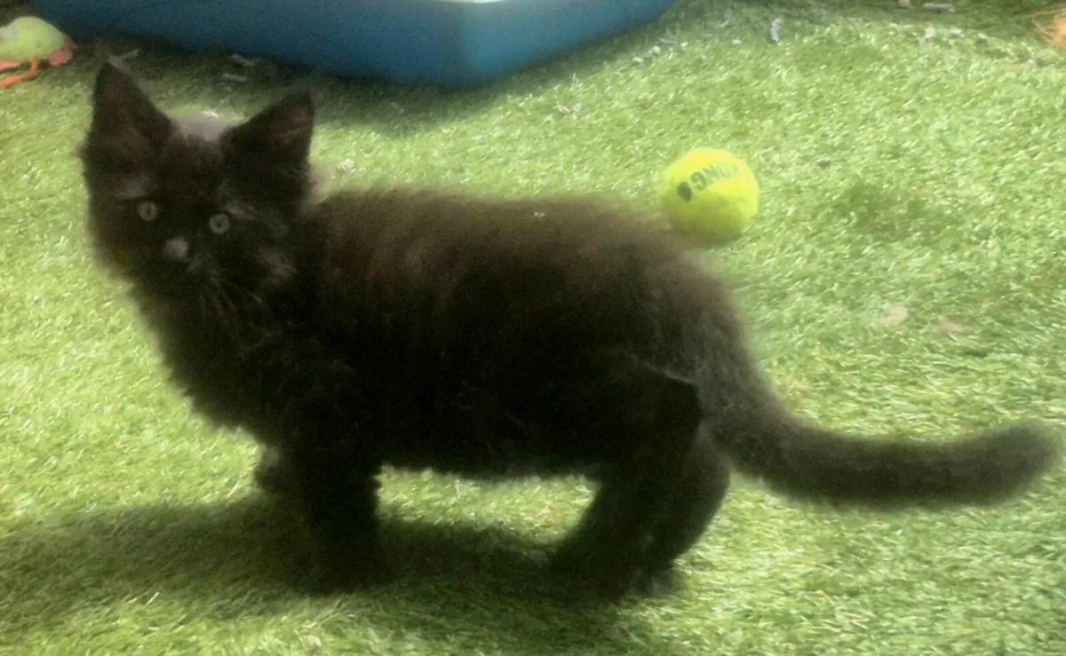 Maine Coon x Ragdoll Kittens - Image 2