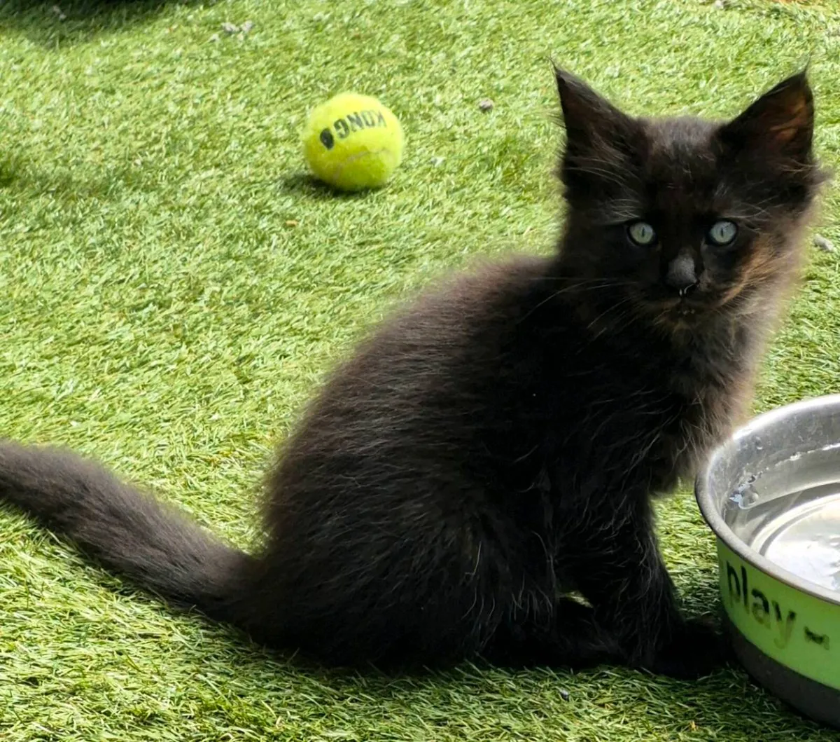 Maine Coon x Ragdoll Kittens - Image 4