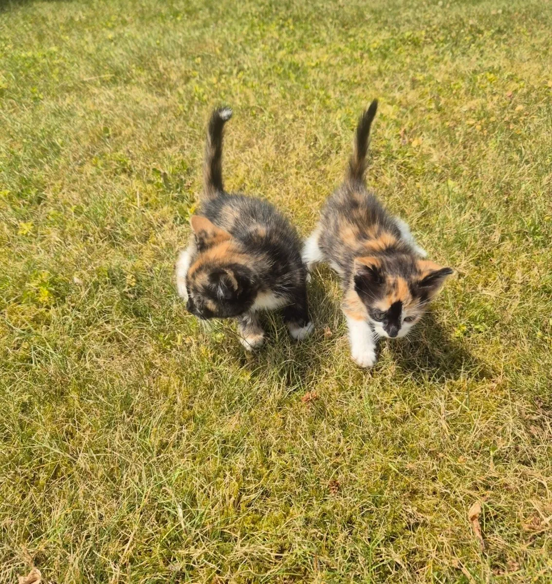 Beautiful Kittens - Image 2